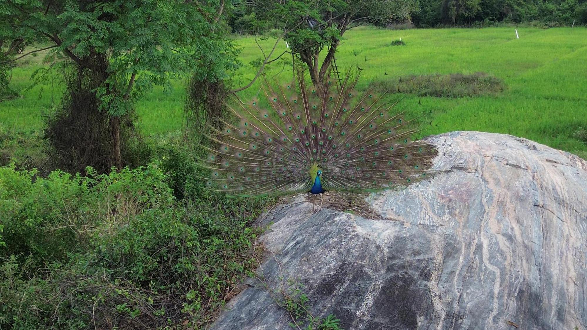 Sigiri Saat Cabana Sigiriya Dış mekan fotoğraf