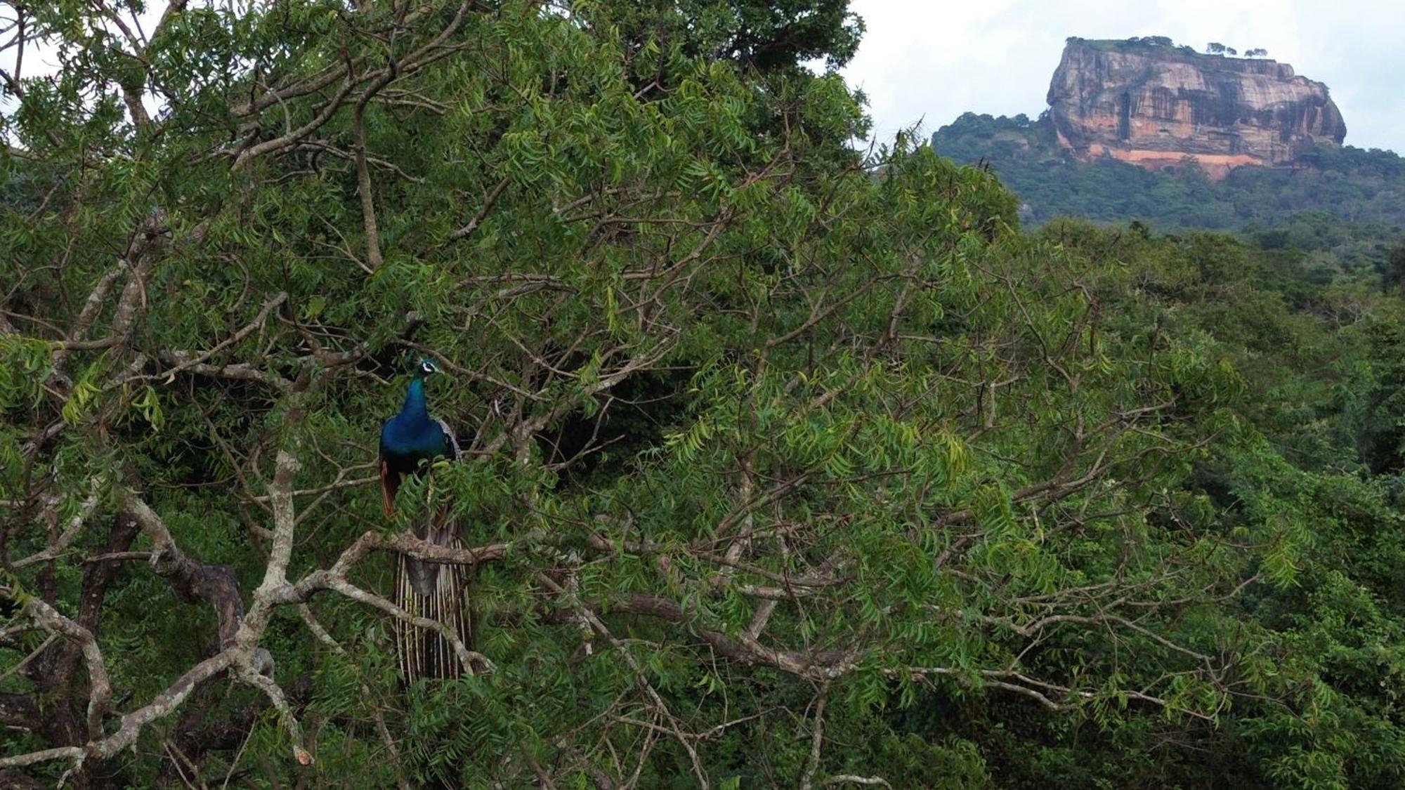 Sigiri Saat Cabana Sigiriya Dış mekan fotoğraf