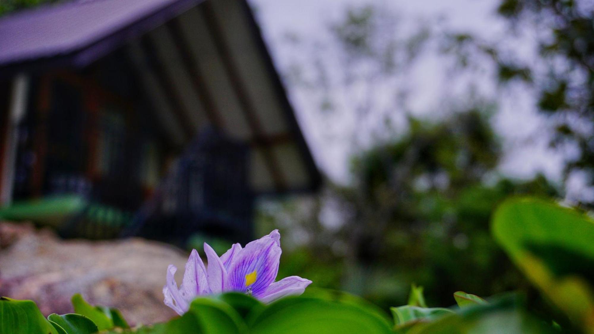 Sigiri Saat Cabana Sigiriya Dış mekan fotoğraf